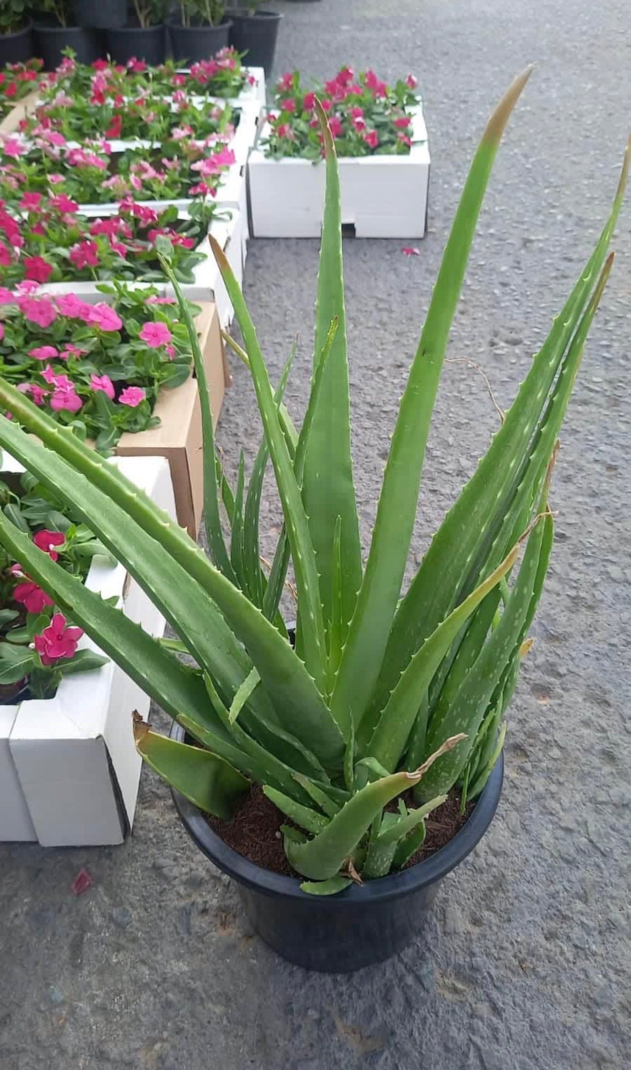 Aloe Vera Fully Grown Big Size Balcony Plants Dubai – Desert Blooms