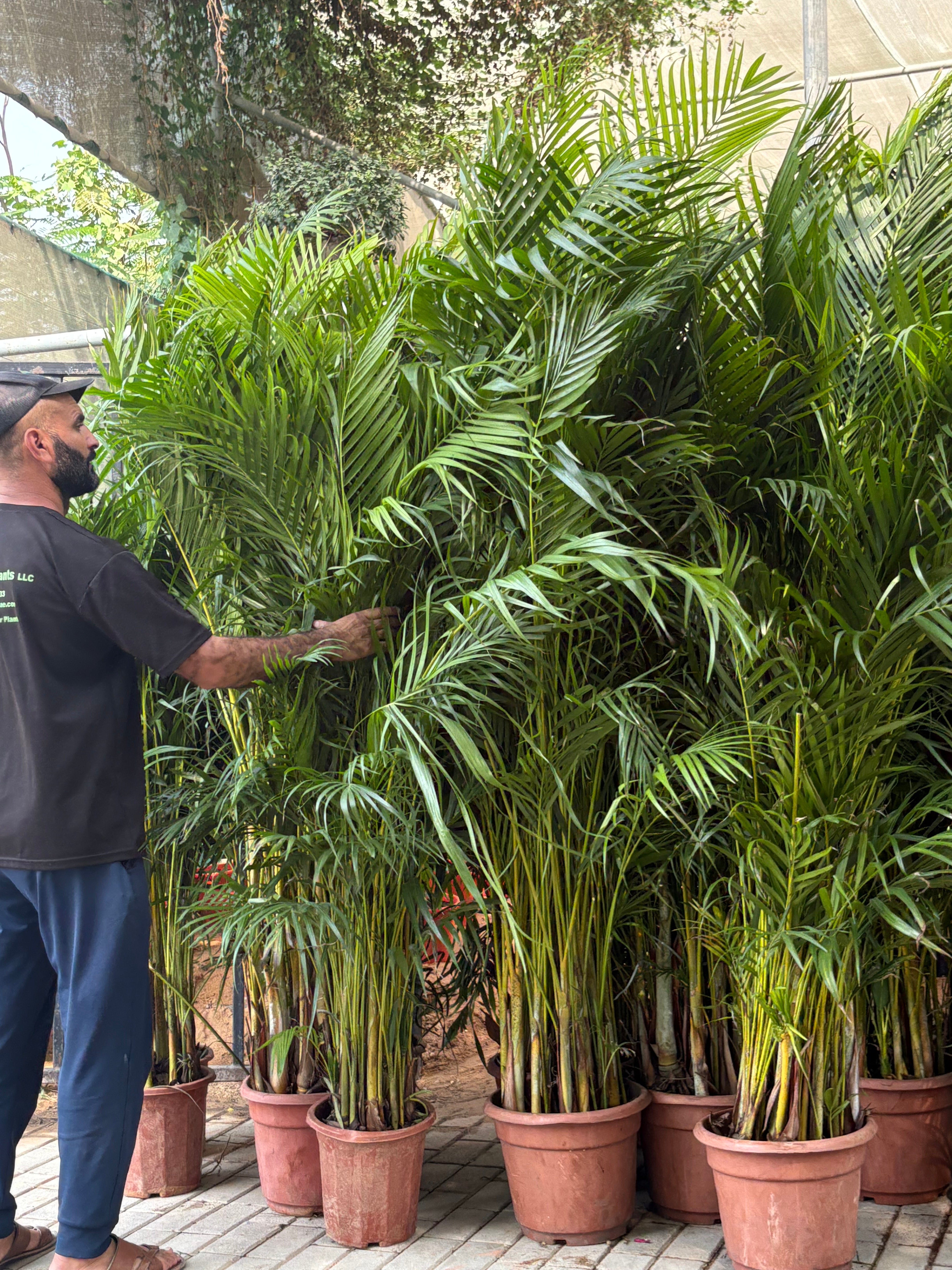 areca palm price in uae Areca Palm Medium 160-180cm Plants UAE – Desert Blooms