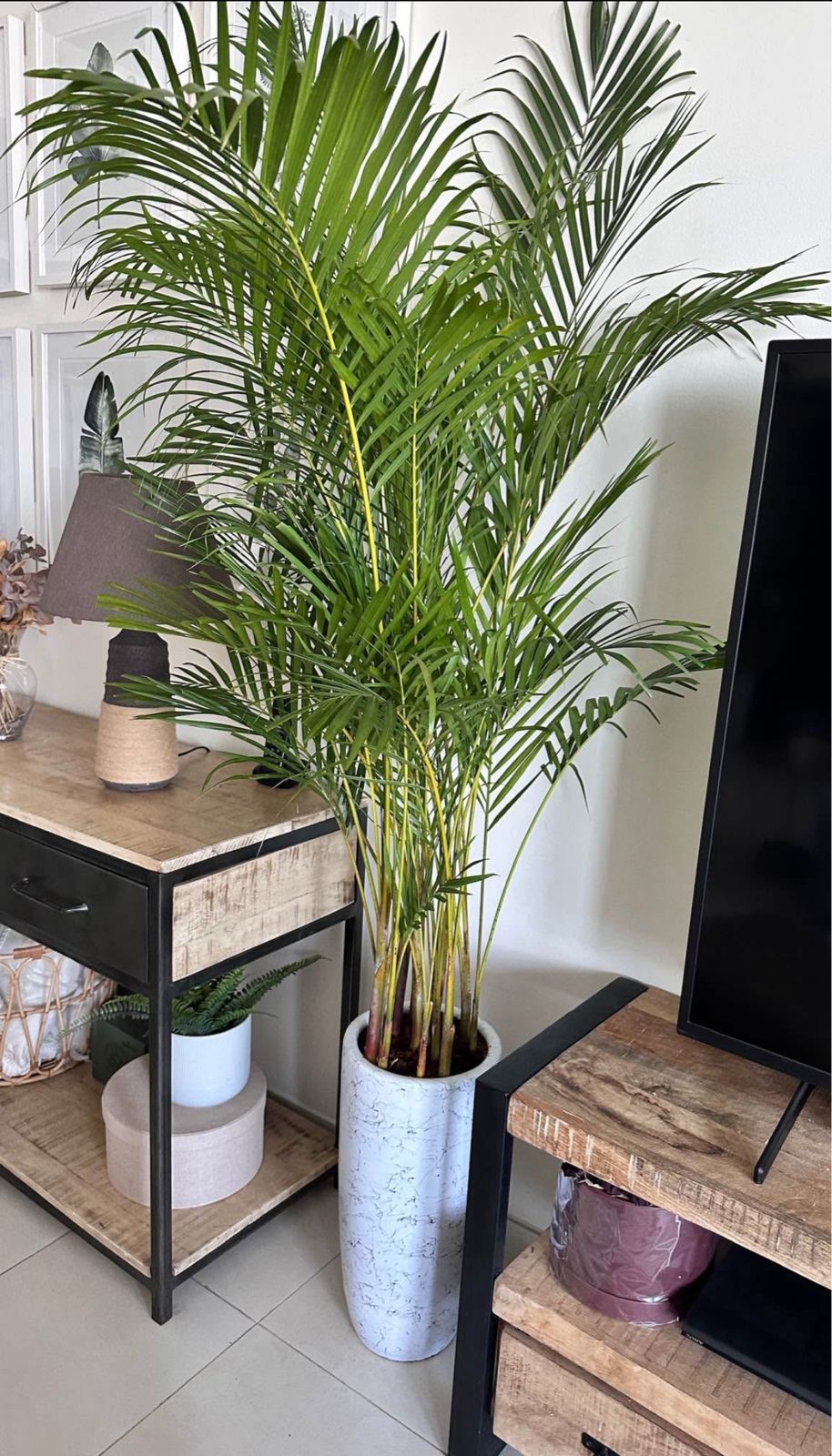 indoor plants sharjah Areca Palm (Medium 160–170 cm) Indoor Plants UAE – Desert Blooms