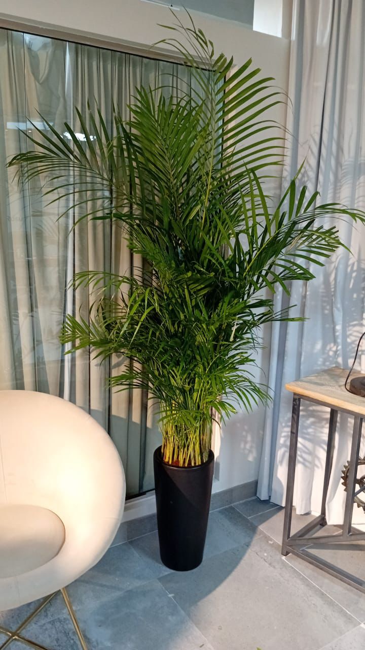 areca palm ikea Areca Palm Medium Plants UAE – Desert Blooms