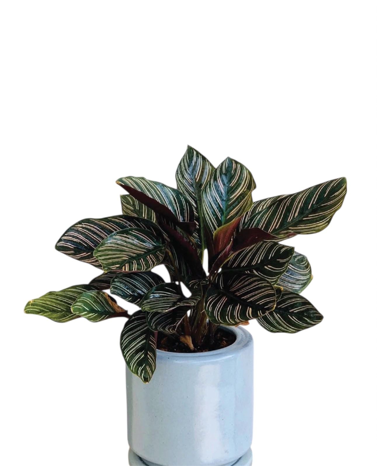 indoor plants in uae Calathea Ornata Indoor Plants UAE – Desert Blooms