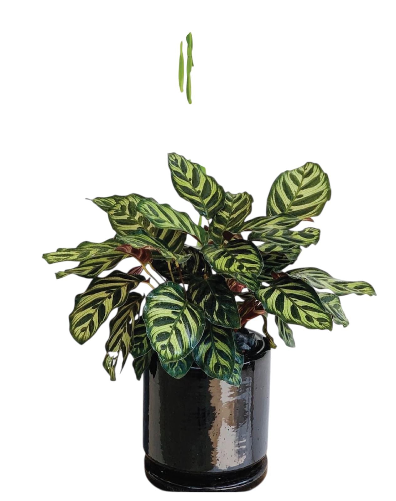 indoor plants sharjah Calathea Peacock Indoor Plants UAE – Desert Blooms