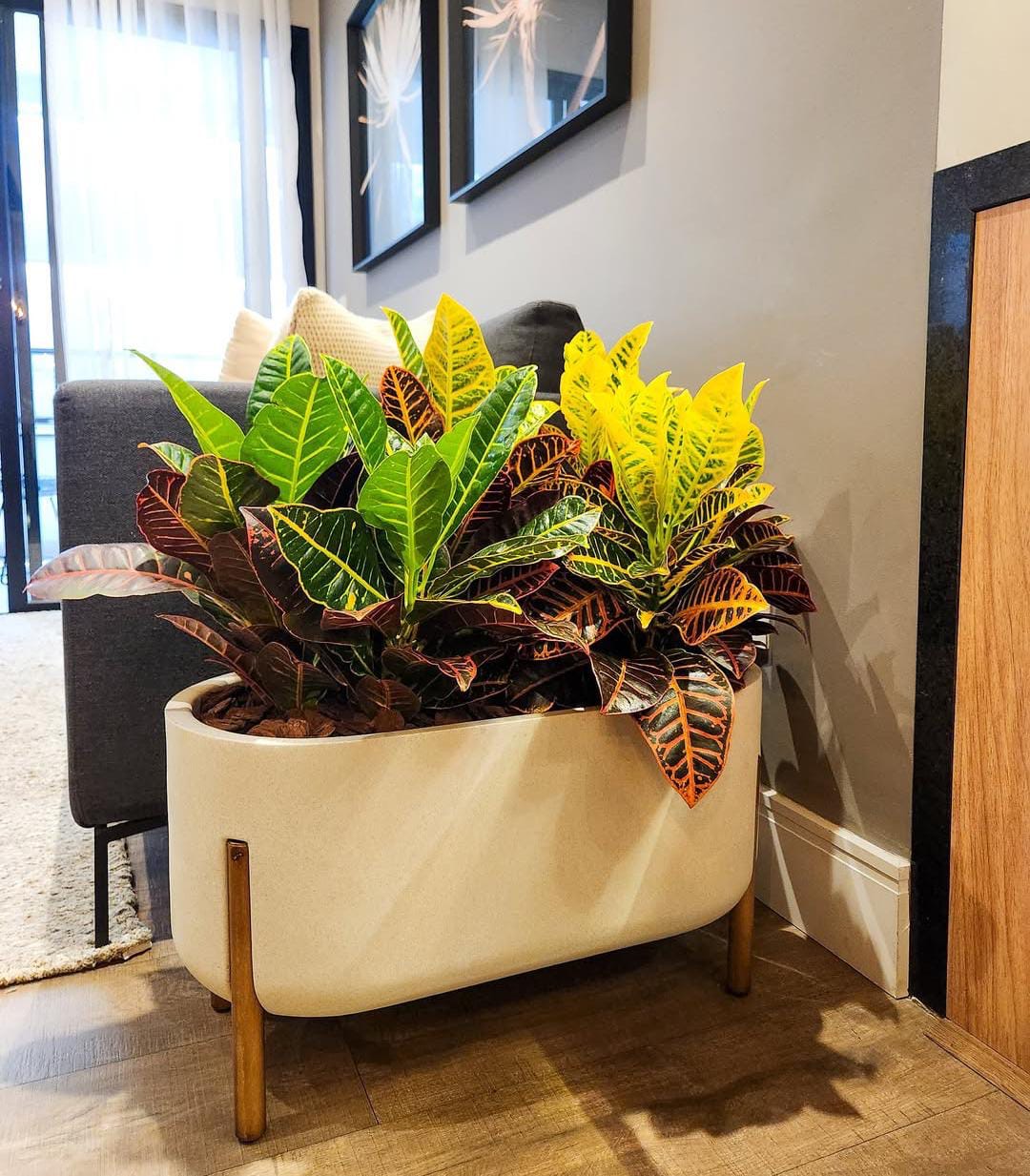 indoor plant pots dubai Croton in Rectangle Pot With Stand Indoor Plant Dubai – Desert Blooms