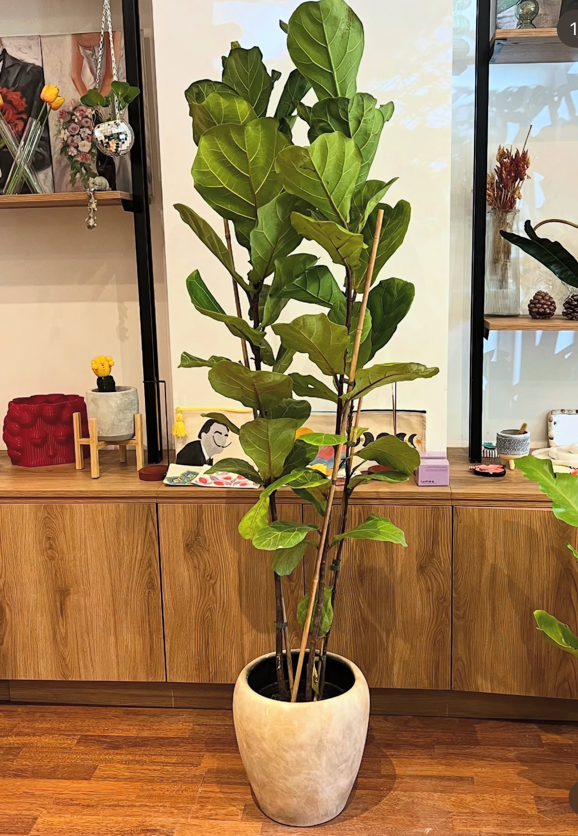 rustic indoor plants Fiddle Premium in Rustic Pot Indoor Plants UAE – Desert Blooms
