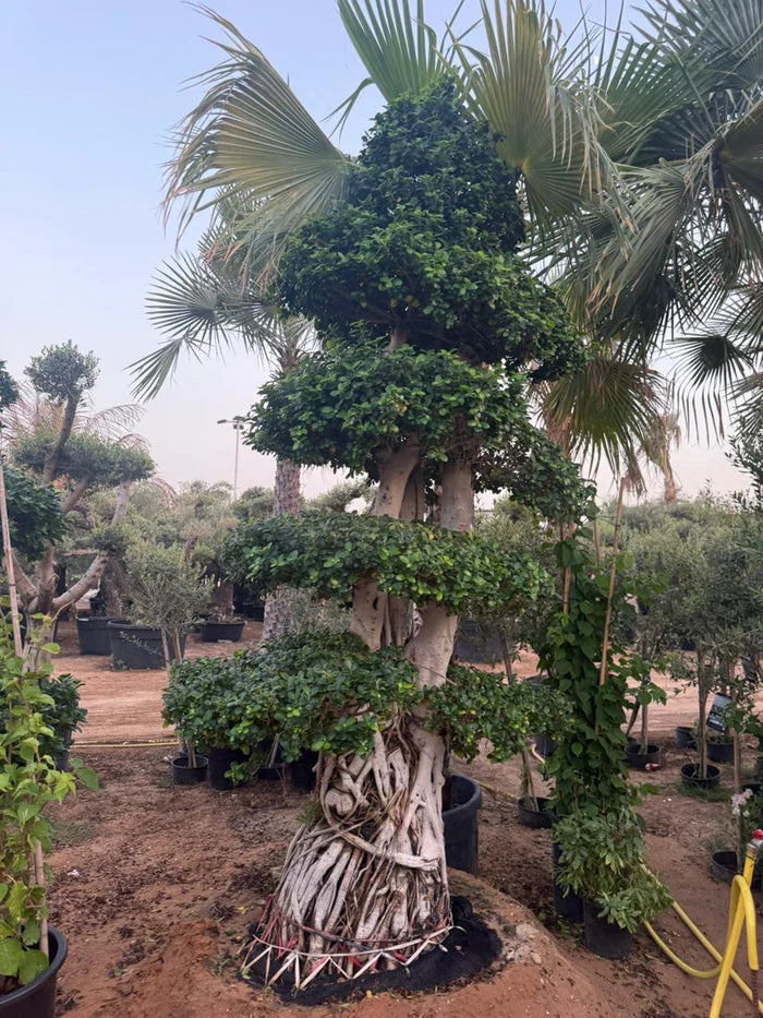 big tree bonsai Giant Bonsai Macro Design 3M Plants UAE – Desert Blooms