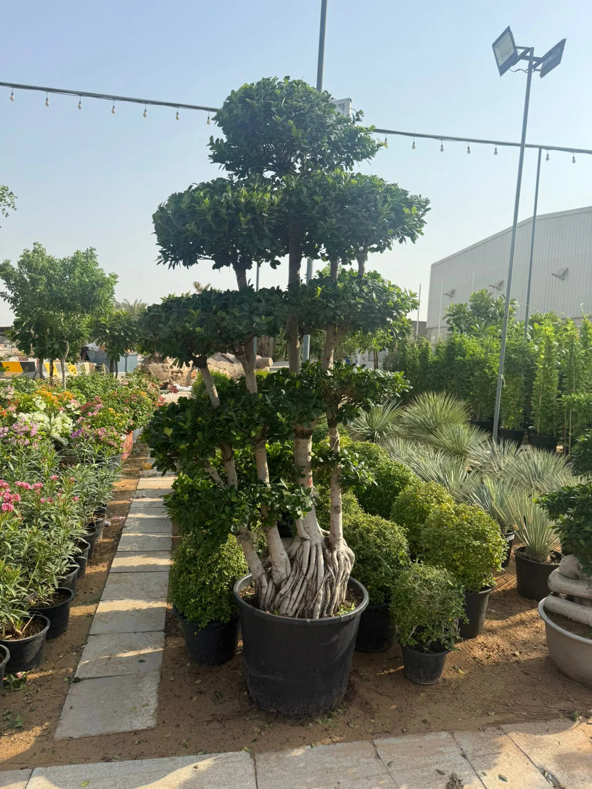 bonsai tree tall Giant Bonsai Macro Design Trunk Plants UAE – Desert Blooms