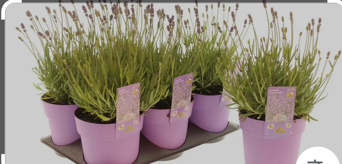 lavender plant dubai Lavender Table Plant UAE – Desert Blooms