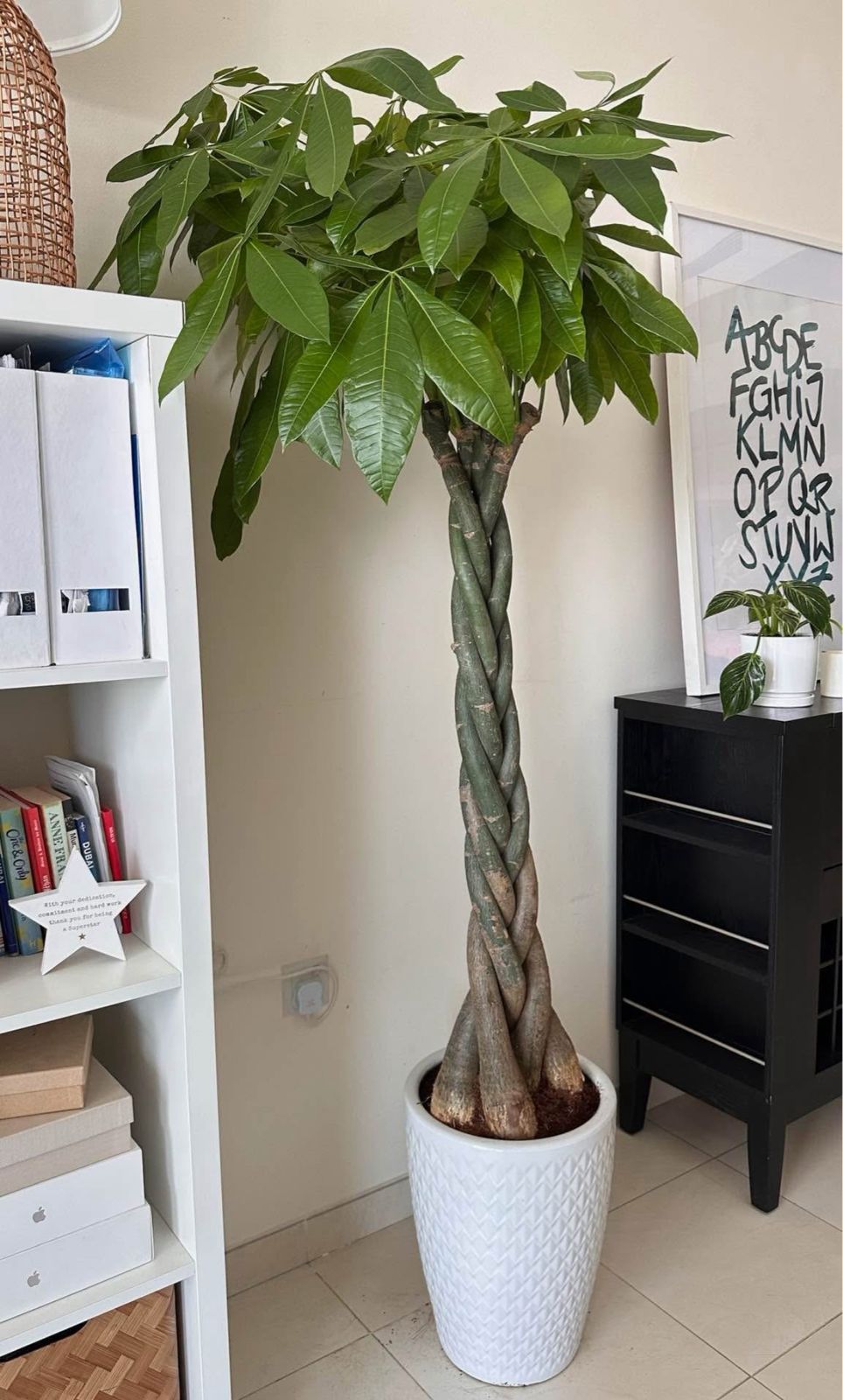 twisted money plant Money Tree Twisted Big Indoor Plants UAE – Desert Blooms
