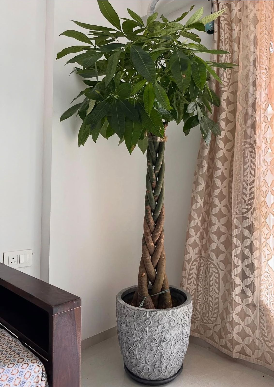 money tree dubai Money Tree in Matte Pot Plants UAE – Desert Blooms