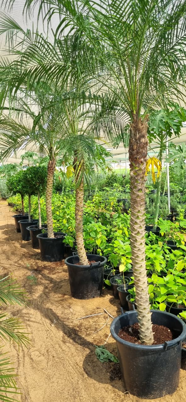 plant phoenix palm Phoenix Palm 2m Plants UAE – Desert Blooms