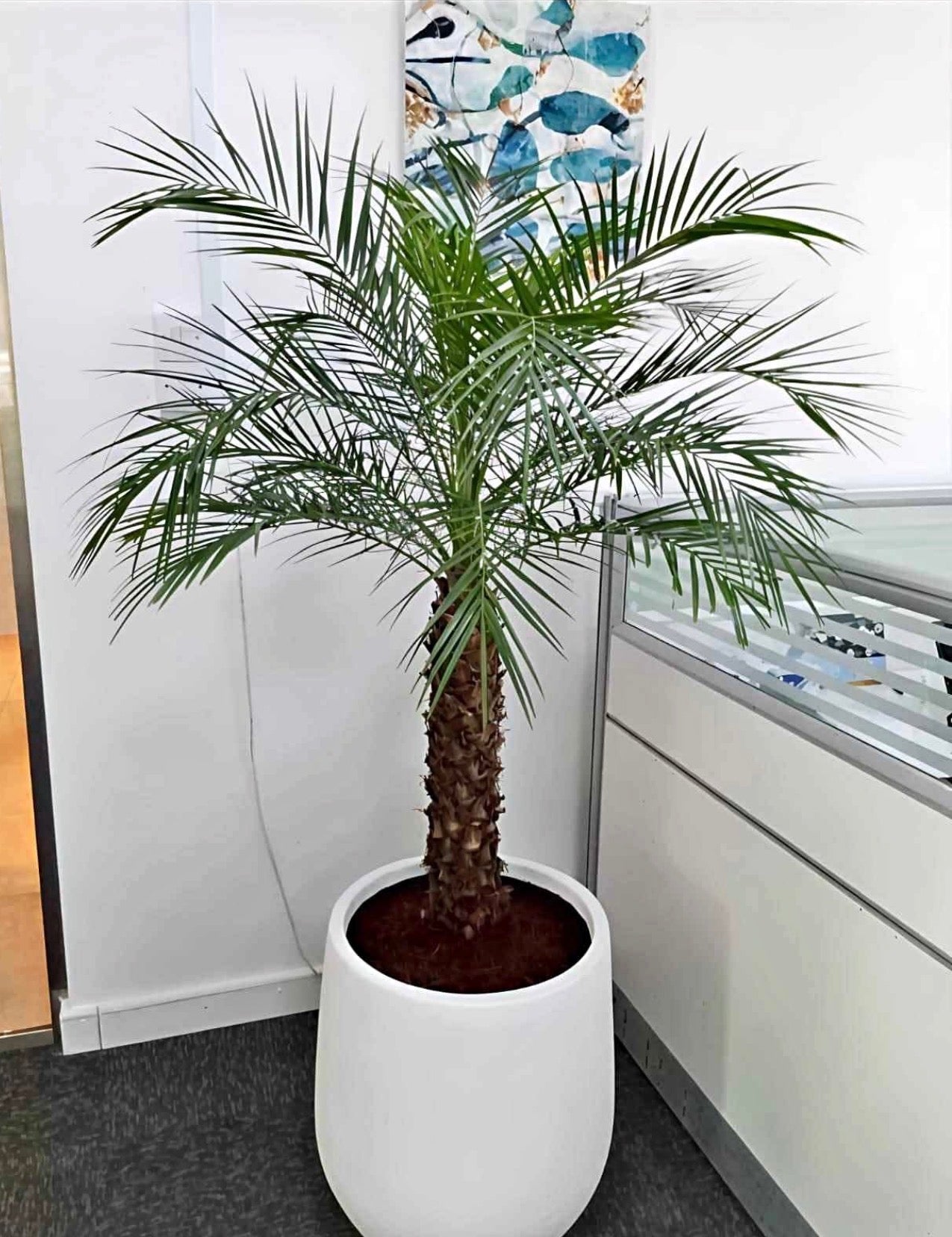 phoenix indoor plants Phoenix Palm in Fiber Pot Indoor and Outdoor Plants UAE – Desert Blooms