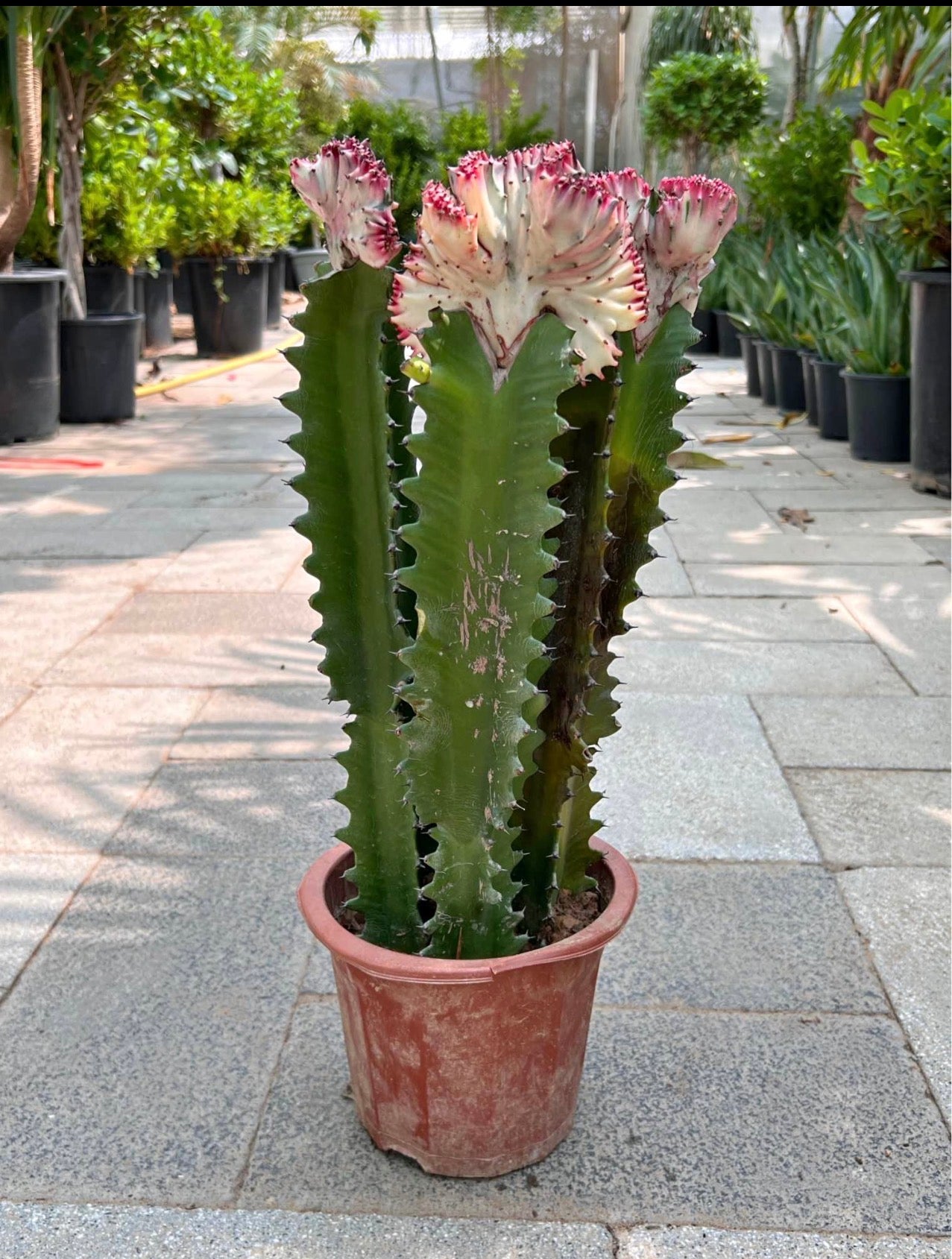 indoor plant pots dubai Premium Euphorbia in Nursery Pot Indoor Plants Dubai – Desert Blooms
