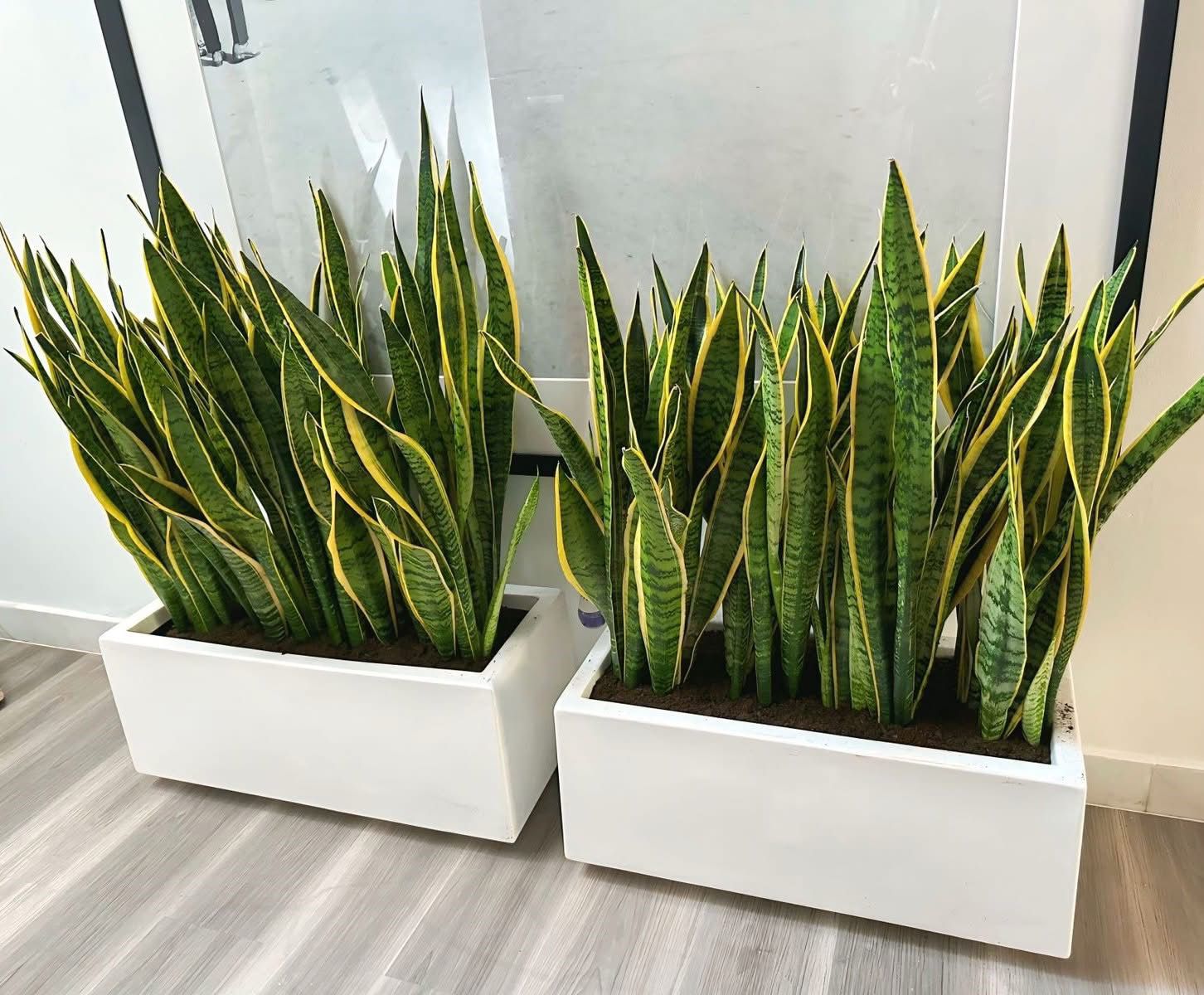 snake plant in rectangular pot Snakeplant in Rectangle Indoor Plants UAE – Desert Blooms