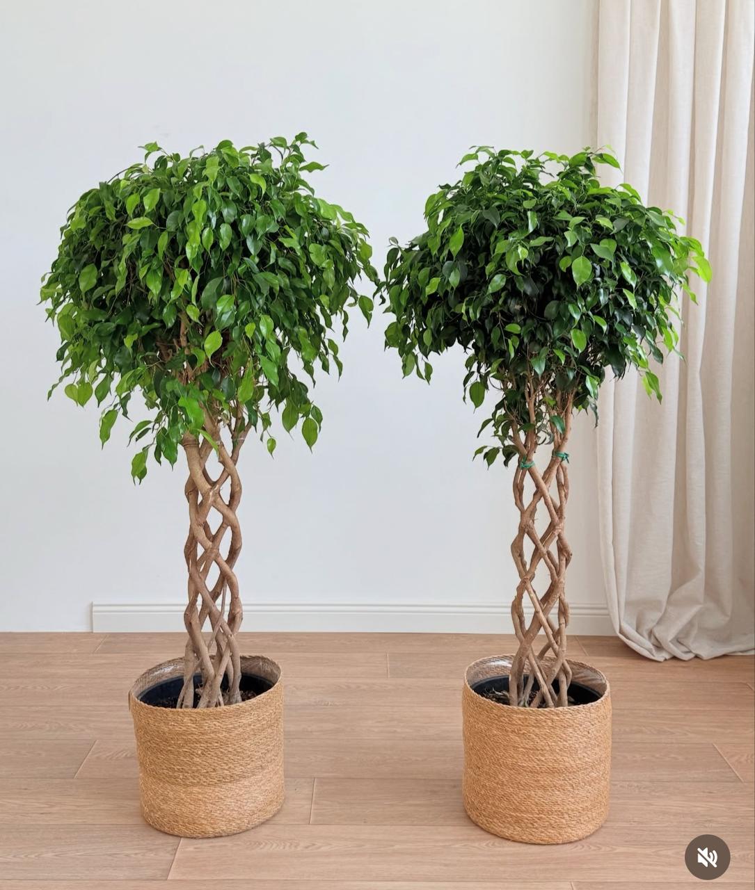 twisted indoor plant Twisted Benjamina Plants UAE – Desert Blooms