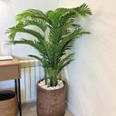 Top Indoor Plants That Survive UAE Heat (2026 Guide) | Desertblooms