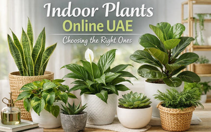 Buy Plants Online Dubai