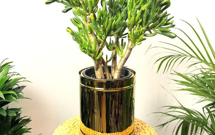Same Day Delivery Office Plants Rental in UAE - Deserblooms