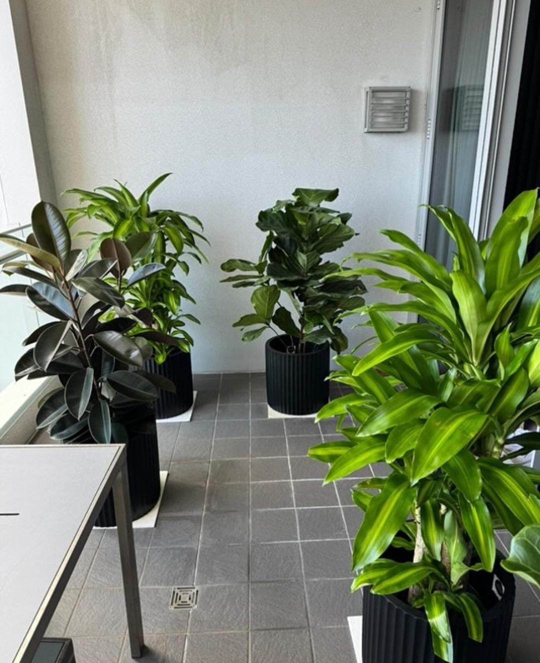 Office Plant Rental Dubai | Professional Green Solutions for Modern Workspaces | Desertblooms