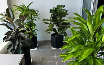 Office Plant Rental Dubai | Professional Green Solutions for Modern Workspaces | Desertblooms