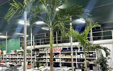 Outdoor Plant Rental in UAE – Professional Green Landscaping Solutions