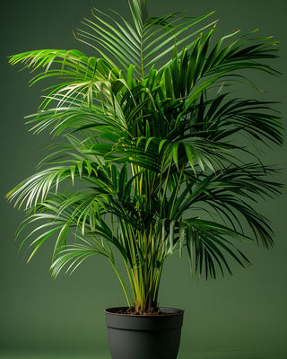 Indoor Natural Plants