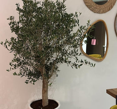 Olive Tree Large 1.8m to 2m from Spain