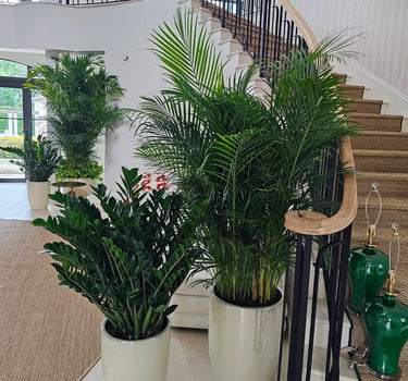 Premium House Plants Zizi + Big Areca