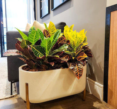 Indoor Plant Croton in Rectangle Pot With Stand
