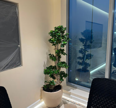 Bonsai Premium in Fiber Office Plant