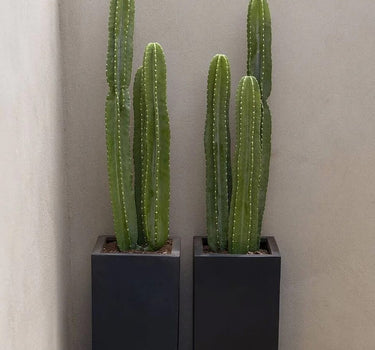 Cactus Premium from Holland