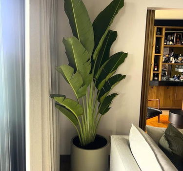 Travellers Palm Premium 2.5m