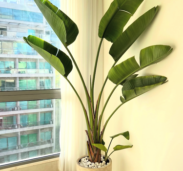 Traveller Palm in Rustic