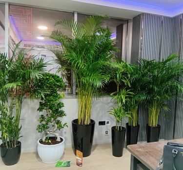 Office Plants 5pc Bundle Premium Palm + Bonsai