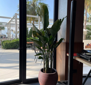 Birds of Paradise in Fiber  2m