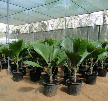Pritchardia pacifica – Fiji Fan Palm 80-100cm 1