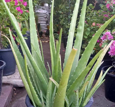 Aloe Vera Fully Grown Big Size Balcony Plants Dubai