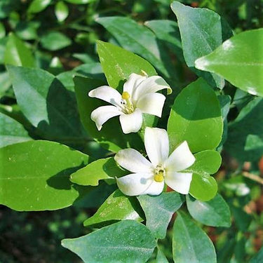 Murraya paniculata – Orange Jasmine (Thai Jasmine) 5