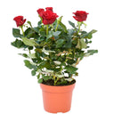 Rose Plants Outdoor - Grujan Pakistani 2