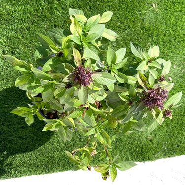 Ocimum Basilicum – Fragrant Rehan Herb for Culinary & Medicinal Use 4