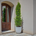 Ficus Cone – Ficus Diversifolia 4