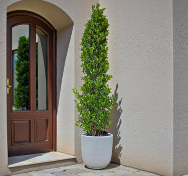 Ficus Cone – Ficus Diversifolia 4