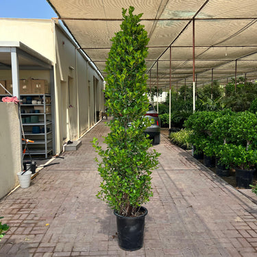 Ficus Cone – Ficus Diversifolia 10