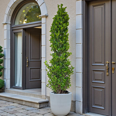 Ficus Cone – Ficus Diversifolia 6
