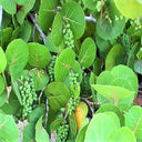 Coccoloba uvifera (Sea Grape) – Coastal Beauty with Bold Foliage 3