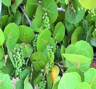Coccoloba uvifera (Sea Grape) – Coastal Beauty with Bold Foliage 3
