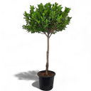 Ficus Panda Single Head 1