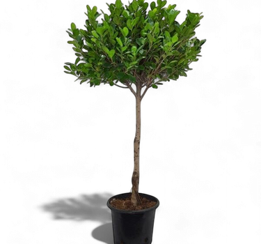 Ficus Panda Single Head 1