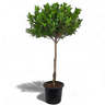 Ficus Panda Single Head 1