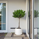 Ficus Panda Single Head 6