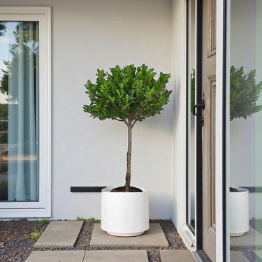 Ficus Panda Single Head 6